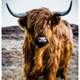 Colour Bovine canvas print - 120x120