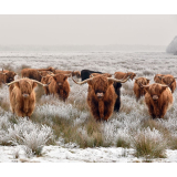 Bovine Group canvas print - 120x100