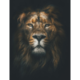 Lion Colour Portrait canvas print - 120x100