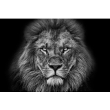 Lion BW Landscape canvas print - 120x100