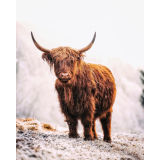 Bovine Standalone Canvas Print - 100x100