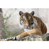 Tiger Rock Canvas