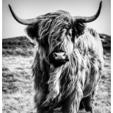 BW Bovine canvas print - 100x100