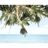 Beach Pandanus canvas print - 120x100