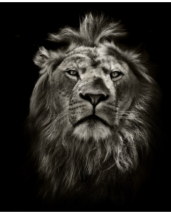 Lion BW Portrait canvas print - 120x100