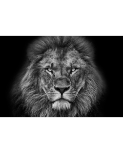 Lion BW Landscape canvas print - 120x100