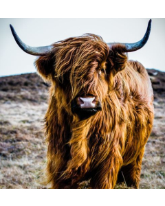 Colour Bovine canvas print - 120x120