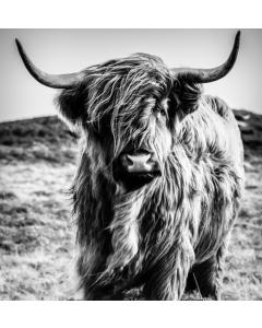 BW Bovine canvas print - 120x120