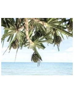 Beach Pandanus canvas print - 120x100