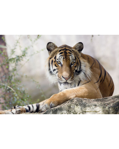 Tiger Rock Canvas