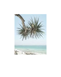 Pandanus #2 Canvas Print 100x120